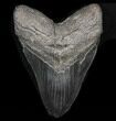 Large, Megalodon Tooth - South Carolina #37355-1